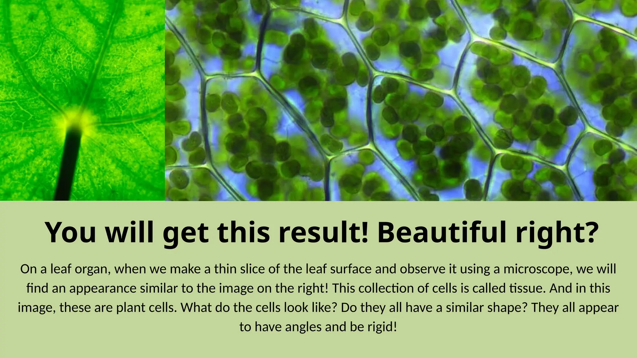 On a leaf organ, when we make a thin slice of the leaf surface and observe it using a microscope, we will
find an appearance similar to the image on the right! This collection of cells is called tissue. And in this
image, these are plant cells. What do the cells look like? Do they all have a similar shape? They all appear
to have angles and be rigid!
You will get this result! Beautiful right?
 