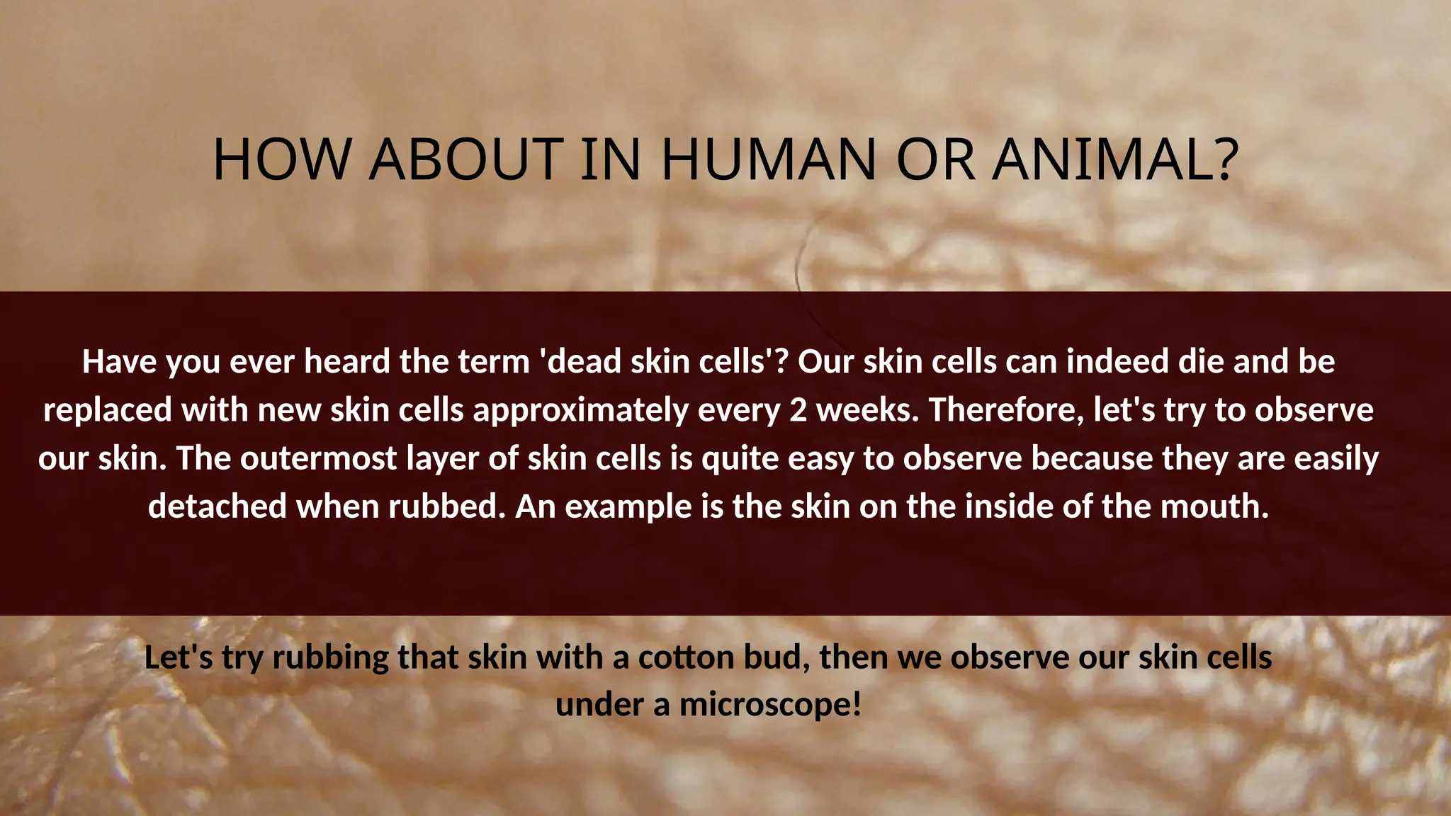 HOW ABOUT IN HUMAN OR ANIMAL?
Let's try rubbing that skin with a cotton bud, then we observe our skin cells
under a microscope!
Have you ever heard the term 'dead skin cells'? Our skin cells can indeed die and be
replaced with new skin cells approximately every 2 weeks. Therefore, let's try to observe
our skin. The outermost layer of skin cells is quite easy to observe because they are easily
detached when rubbed. An example is the skin on the inside of the mouth.
 