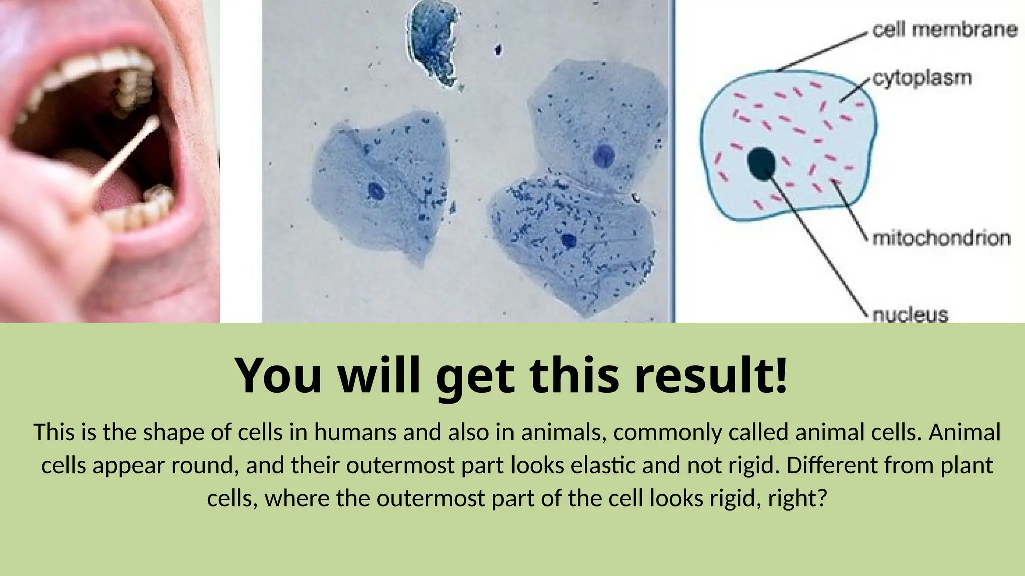 This is the shape of cells in humans and also in animals, commonly called animal cells. Animal
cells appear round, and their outermost part looks elastic and not rigid. Different from plant
cells, where the outermost part of the cell looks rigid, right?
You will get this result!
 