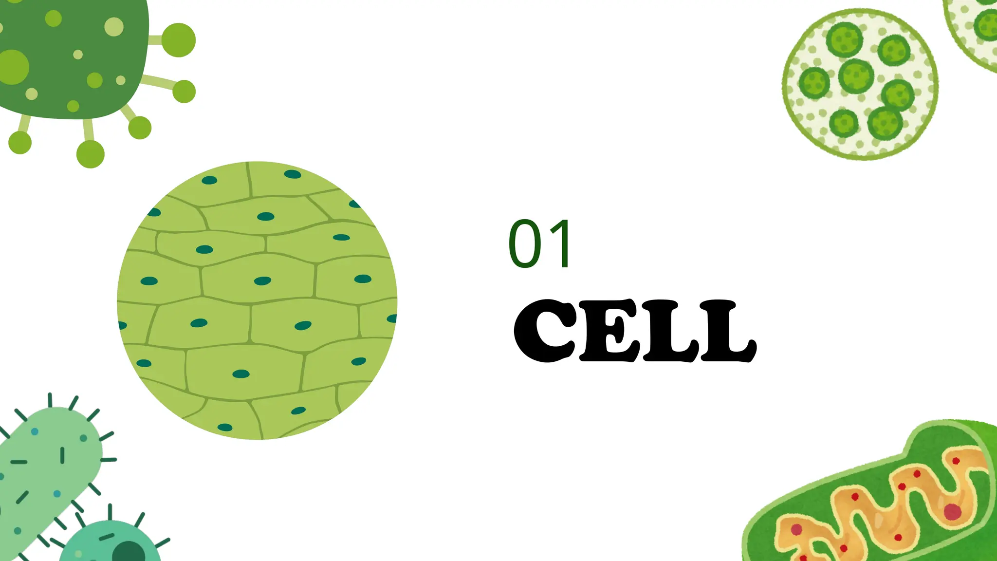 01
CELL
 