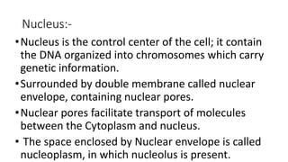 Nucleus:-
•Nucleus is the control center of the cell; it contain
the DNA organized into chromosomes which carry
genetic information.
•Surrounded by double membrane called nuclear
envelope, containing nuclear pores.
•Nuclear pores facilitate transport of molecules
between the Cytoplasm and nucleus.
• The space enclosed by Nuclear envelope is called
nucleoplasm, in which nucleolus is present.
 