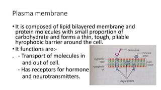 Plasma membrane
•It is composed of lipid bilayered membrane and
protein molecules with small proportion of
carbohydrate and forms a thin, tough, pliable
hyrophobic barrier around the cell.
•It functions are:-
. - Transport of molecules in
and out of cell.
- Has receptors for hormone
and neurotransmitters.
 