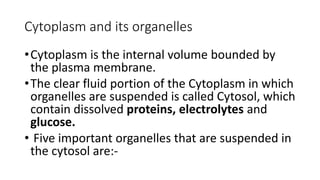 Cytoplasm and its organelles
•Cytoplasm is the internal volume bounded by
the plasma membrane.
•The clear fluid portion of the Cytoplasm in which
organelles are suspended is called Cytosol, which
contain dissolved proteins, electrolytes and
glucose.
• Five important organelles that are suspended in
the cytosol are:-
 