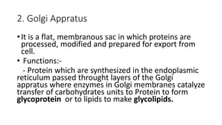 2. Golgi Appratus
•It is a flat, membranous sac in which proteins are
processed, modified and prepared for export from
cell.
• Functions:-
- Protein which are synthesized in the endoplasmic
reticulum passed throught layers of the Golgi
appratus where enzymes in Golgi membranes catalyze
transfer of carbohydrates units to Protein to form
glycoprotein or to lipids to make glycolipids.
 