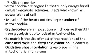3.Mitochondria:-
•Mitochondria are organelle that supply energy for all
cellular metabolic activities, that's why known as
power plant of cell
• Muscle of the heart contains large number of
mitochondria.
•Erythrocytes are an exception which derive their ATP
from glycolysis due to lack of mitochondria.
•Its matrix is the site of most of the reactions of the
citric acid cycle and fatty acid oxidation. In contrast
Oxidative phosphorylation takes place in inner
mitochondrial membrane
 