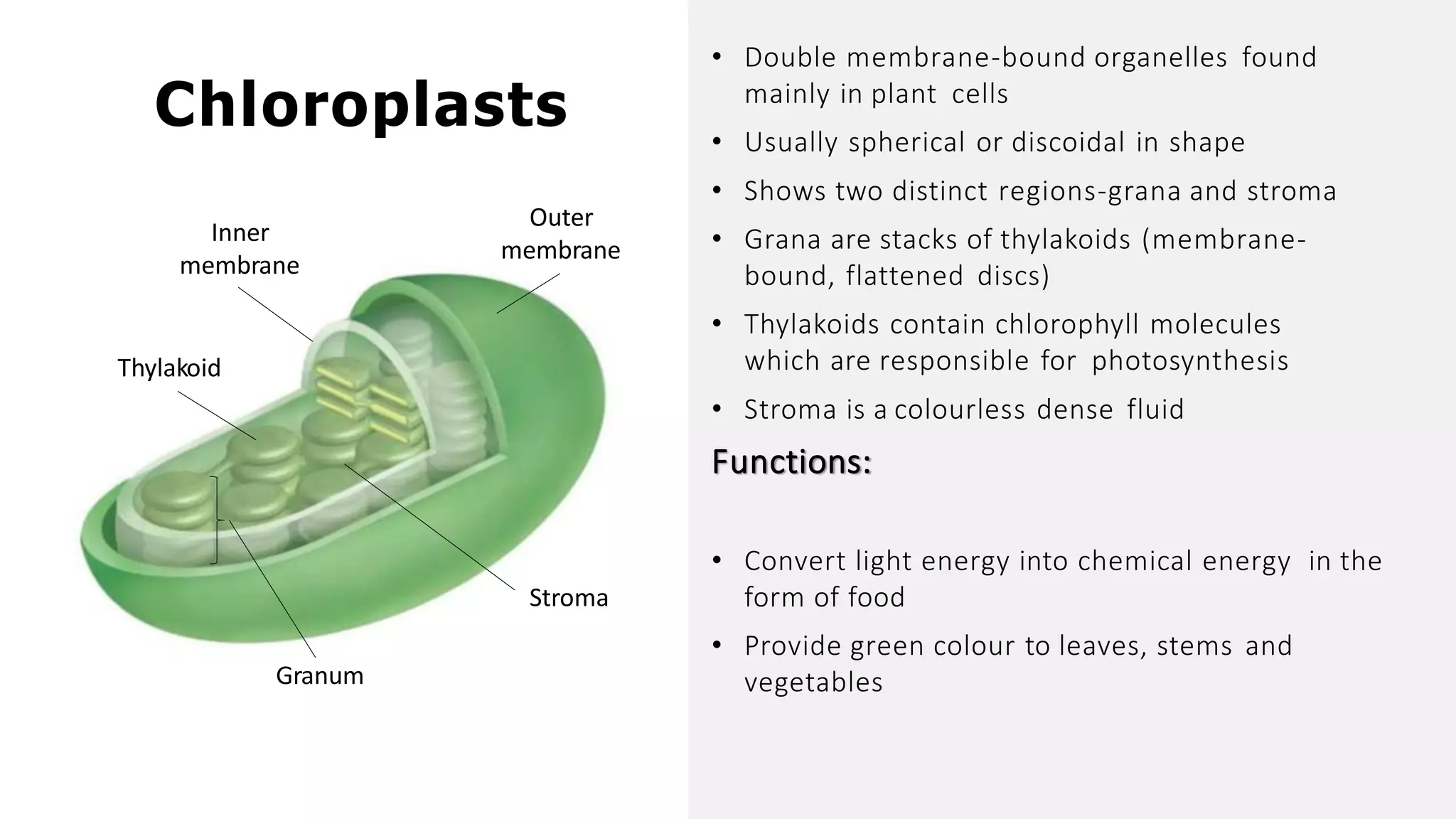 Grana Function Cell and its organelles | PDF