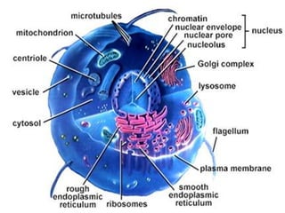 cell and it's organelles (cell and it's component).pptx
