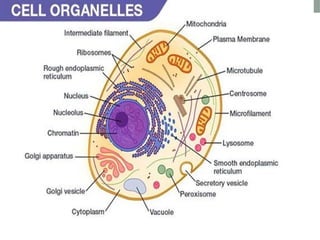 cell and it's organelles (cell and it's component).pptx