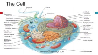 Cell and its organelles Unit 1.pptx