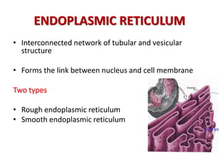 cell and its structure.pdf