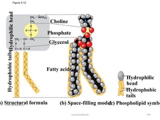 Figure 5.12
Choline
Phosphate
Glycerol
Fatty acids
Hydrophilic
head
Hydrophobic
tails
(c) Phospholipid symbo(b) Space-filling modela) Structural formula
HydrophilicheadHydrophobictails
140sanjukaladharan
 