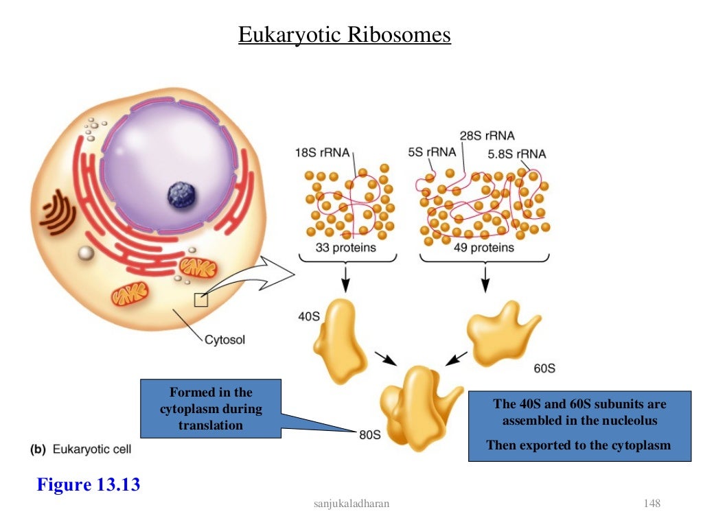 Cell and macromolecules