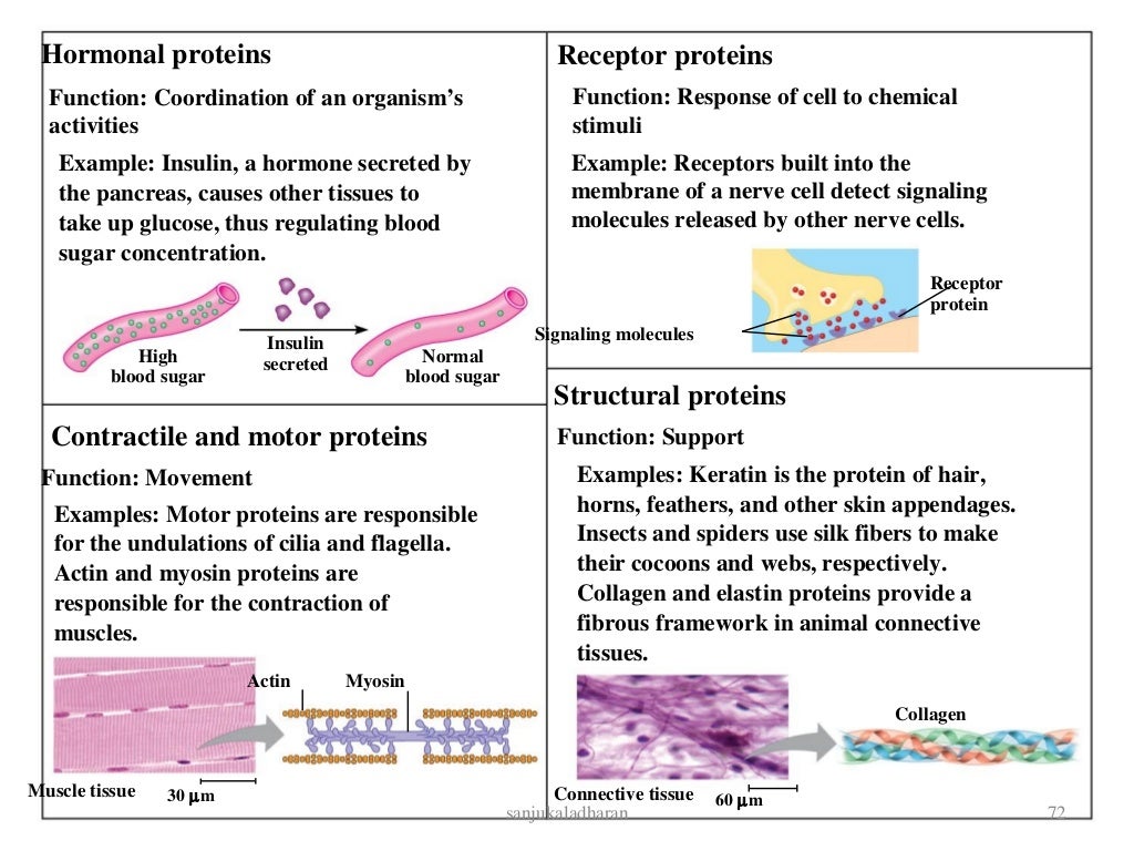 Cell and macromolecules