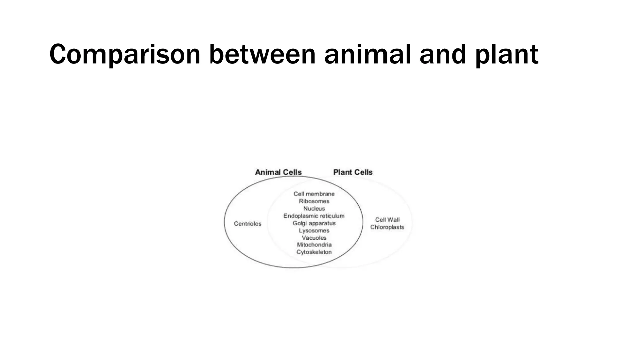 Comparison between animal and plant
 