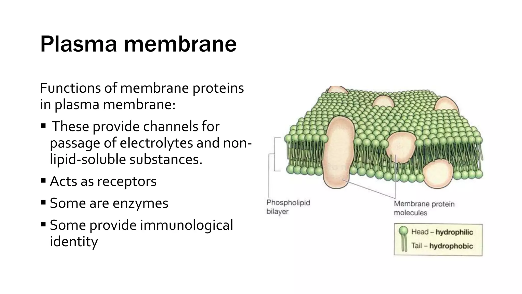 Plasma membrane
Functions of membrane proteins
in plasma membrane:
 These provide channels for
passage of electrolytes and non-
lipid-soluble substances.
 Acts as receptors
 Some are enzymes
 Some provide immunological
identity
 