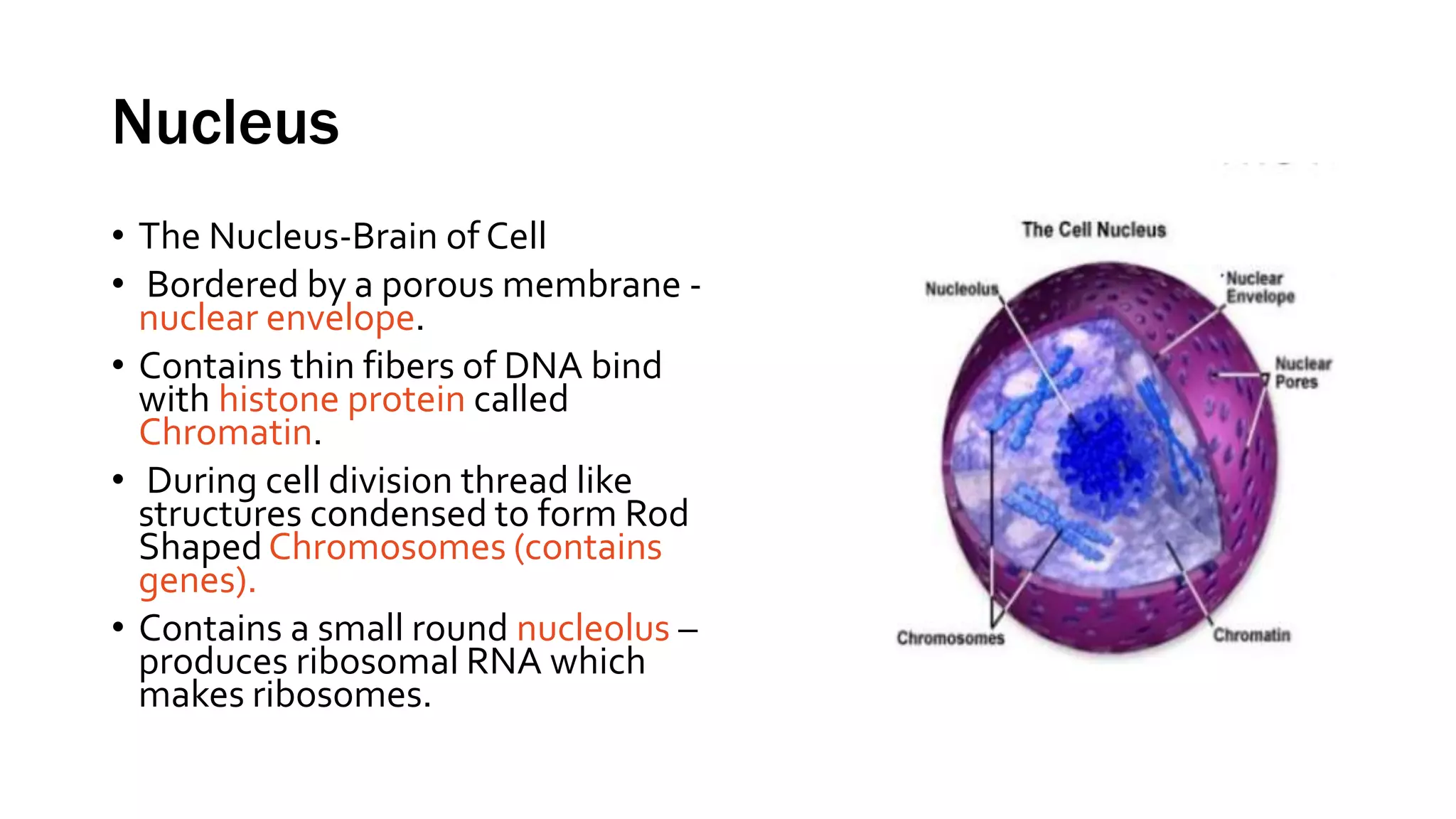 Nucleus
• The Nucleus-Brain of Cell
• Bordered by a porous membrane -
nuclear envelope.
• Contains thin fibers of DNA bind
with histone protein called
Chromatin.
• During cell division thread like
structures condensed to form Rod
ShapedChromosomes (contains
genes).
• Contains a small round nucleolus –
produces ribosomal RNA which
makes ribosomes.
 