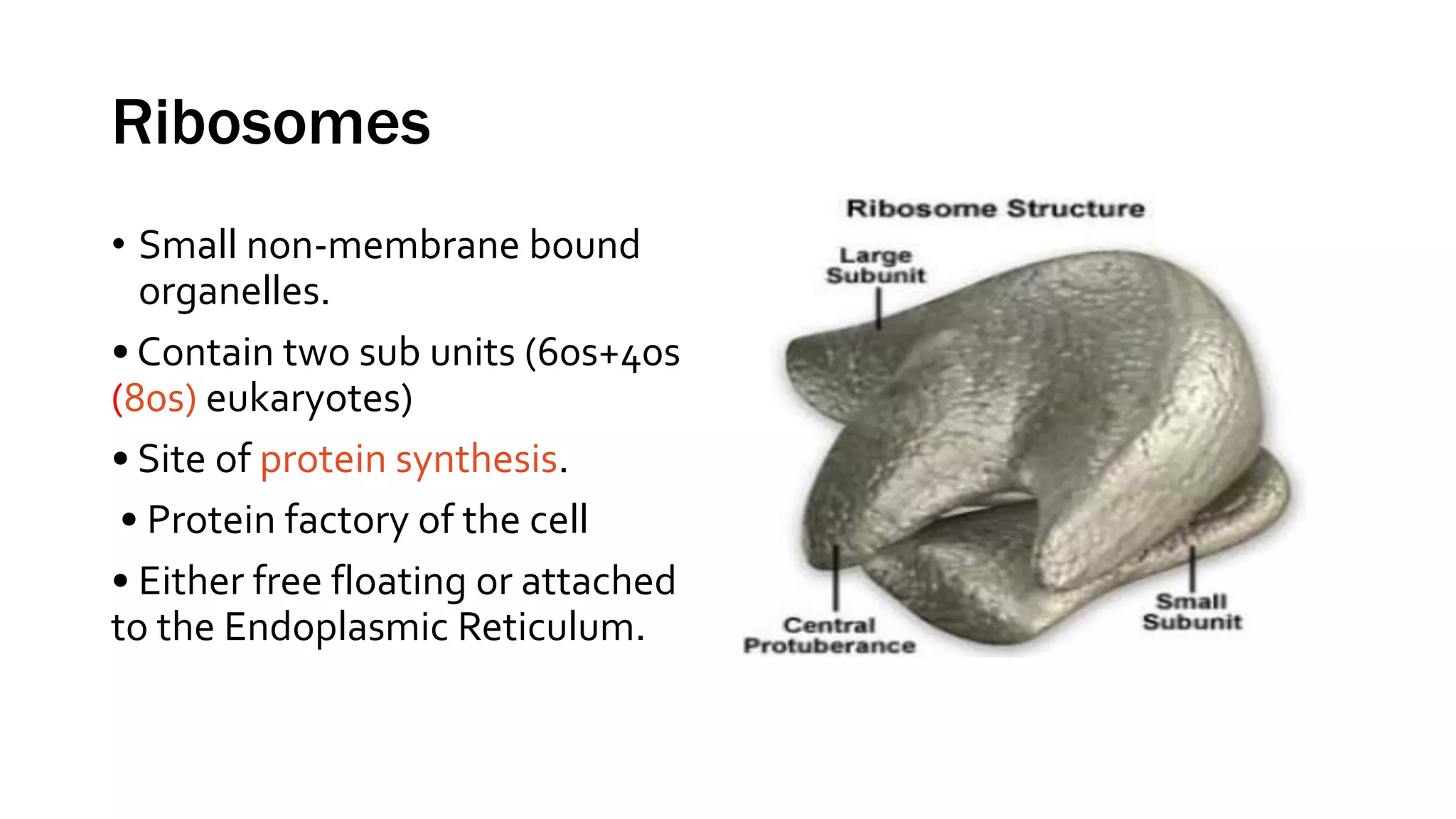 Ribosomes
• Small non-membrane bound
organelles.
• Contain two sub units (60s+40s
(80s) eukaryotes)
• Site of protein synthesis.
• Protein factory of the cell
• Either free floating or attached
to the Endoplasmic Reticulum.
 