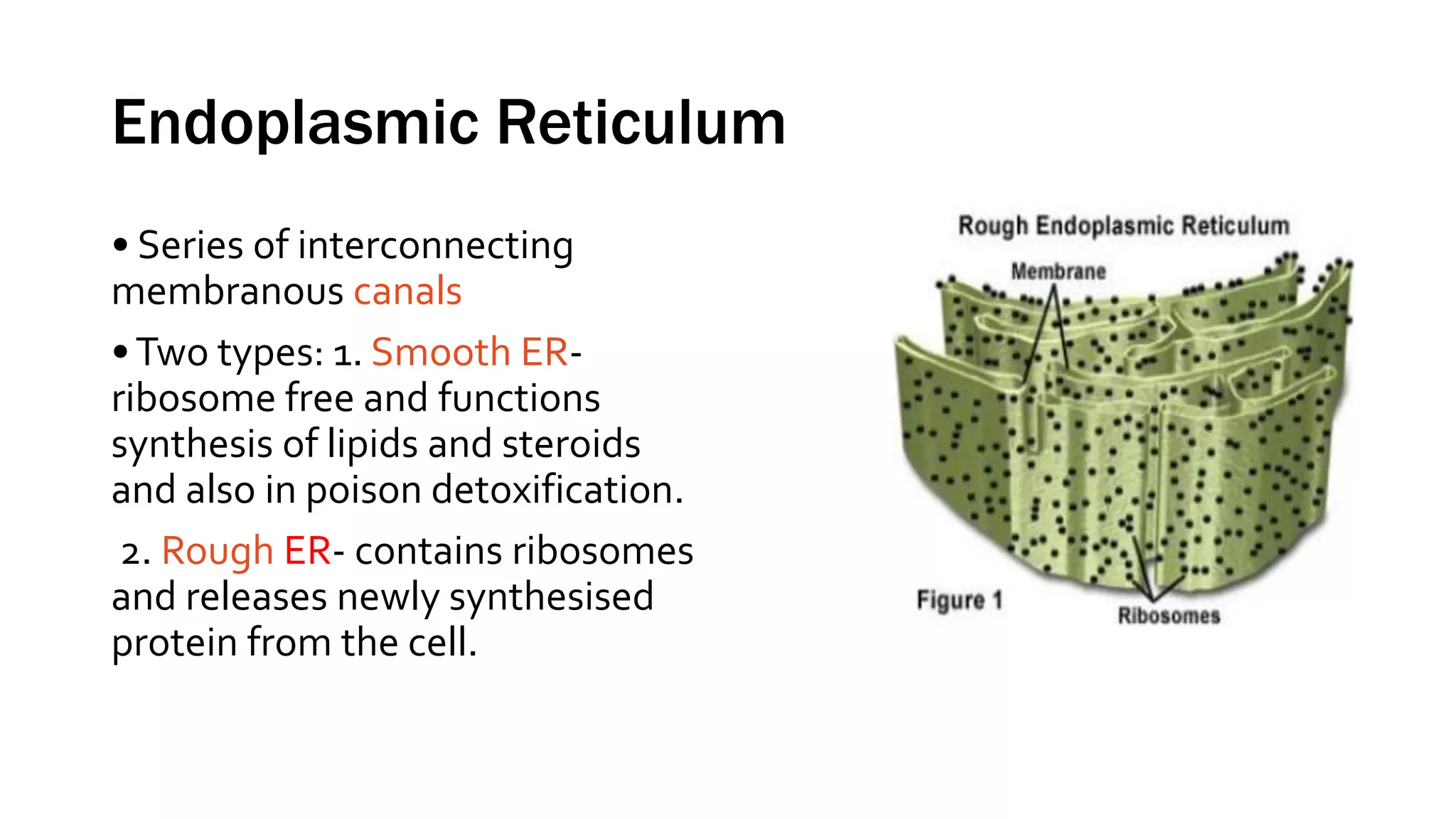 Endoplasmic Reticulum
• Series of interconnecting
membranous canals
•Two types: 1. Smooth ER-
ribosome free and functions
synthesis of lipids and steroids
and also in poison detoxification.
2. Rough ER- contains ribosomes
and releases newly synthesised
protein from the cell.
 