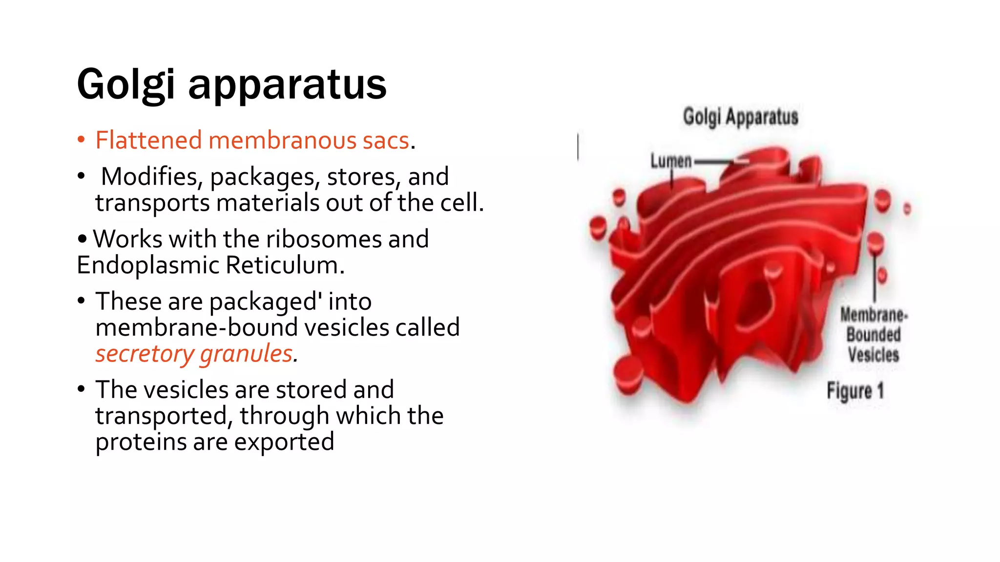 Golgi apparatus
• Flattened membranous sacs.
• Modifies, packages, stores, and
transports materials out of the cell.
•Works with the ribosomes and
Endoplasmic Reticulum.
• These are packaged' into
membrane-bound vesicles called
secretory granules.
• The vesicles are stored and
transported, through which the
proteins are exported
 