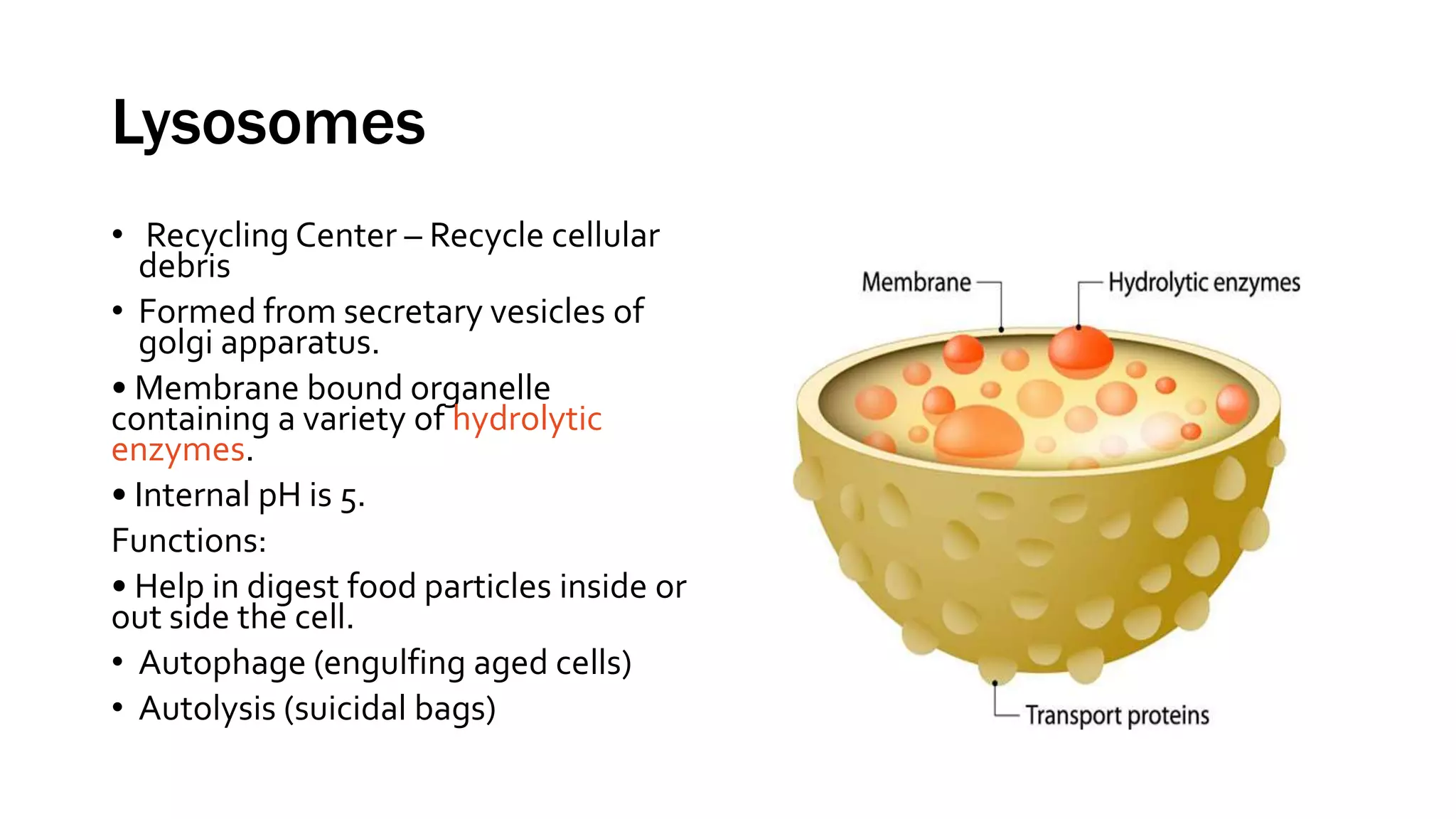 Lysosomes
• Recycling Center – Recycle cellular
debris
• Formed from secretary vesicles of
golgi apparatus.
• Membrane bound organelle
containing a variety of hydrolytic
enzymes.
• Internal pH is 5.
Functions:
• Help in digest food particles inside or
out side the cell.
• Autophage (engulfing aged cells)
• Autolysis (suicidal bags)
 