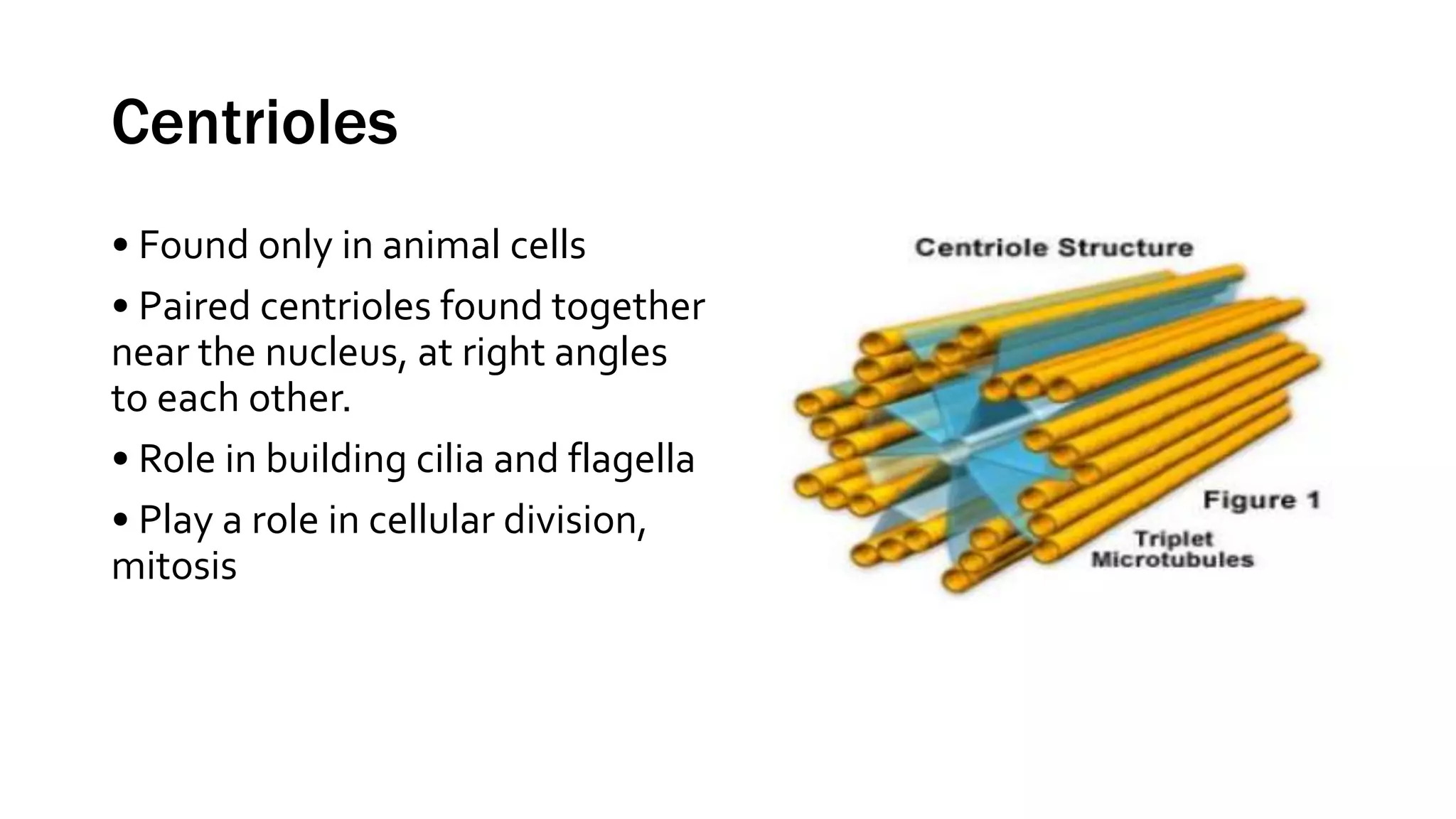Centrioles
• Found only in animal cells
• Paired centrioles found together
near the nucleus, at right angles
to each other.
• Role in building cilia and flagella
• Play a role in cellular division,
mitosis
 