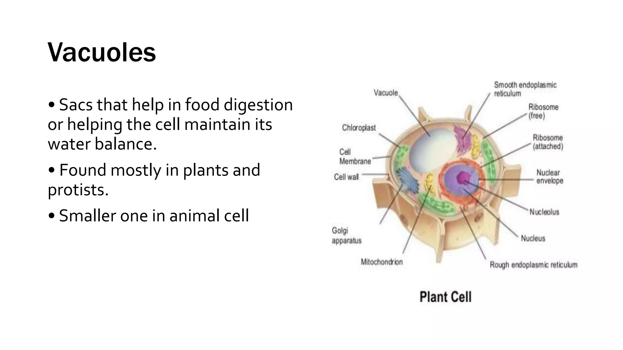 Vacuoles
• Sacs that help in food digestion
or helping the cell maintain its
water balance.
• Found mostly in plants and
protists.
• Smaller one in animal cell
 
