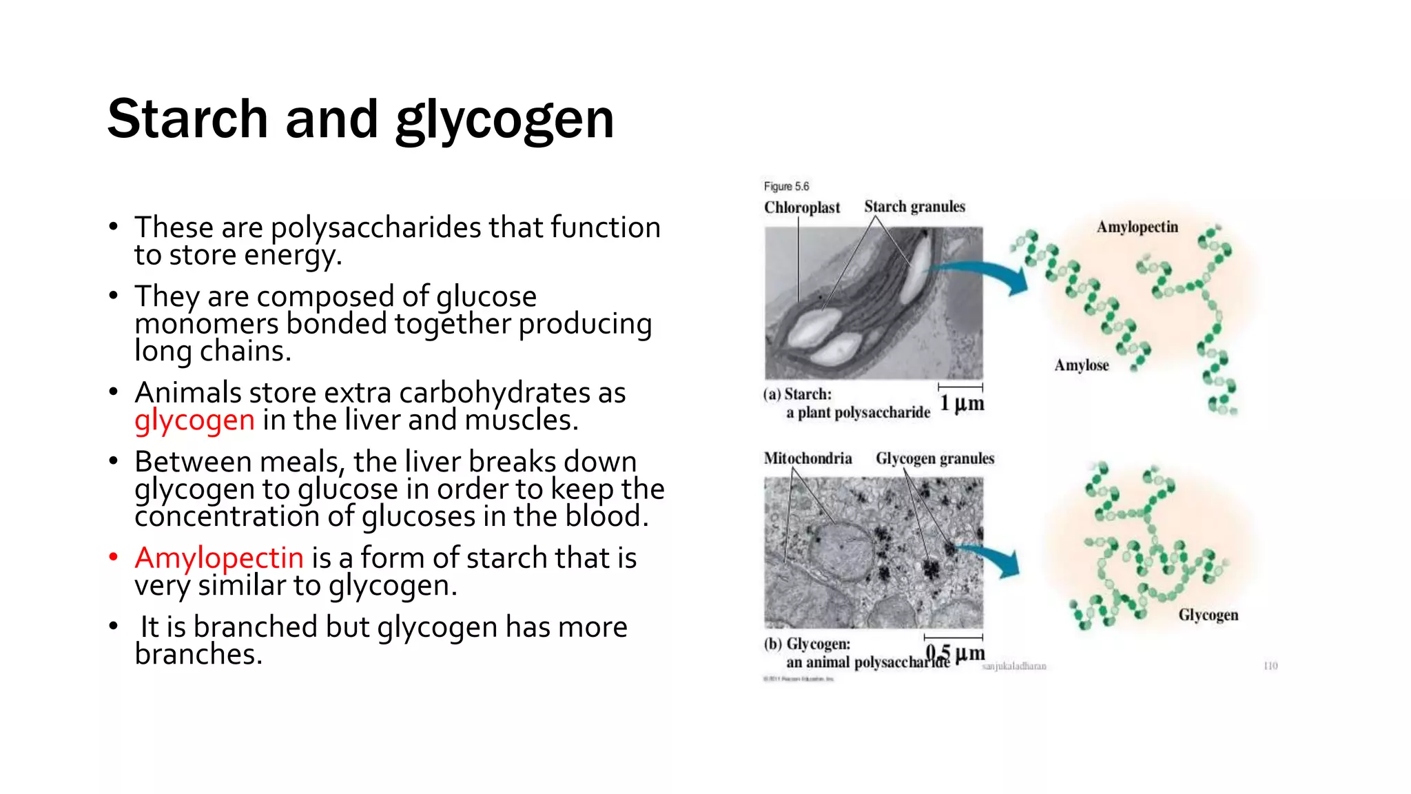 Starch and glycogen
• These are polysaccharides that function
to store energy.
• They are composed of glucose
monomers bonded together producing
long chains.
• Animals store extra carbohydrates as
glycogen in the liver and muscles.
• Between meals, the liver breaks down
glycogen to glucose in order to keep the
concentration of glucoses in the blood.
• Amylopectin is a form of starch that is
very similar to glycogen.
• It is branched but glycogen has more
branches.
 