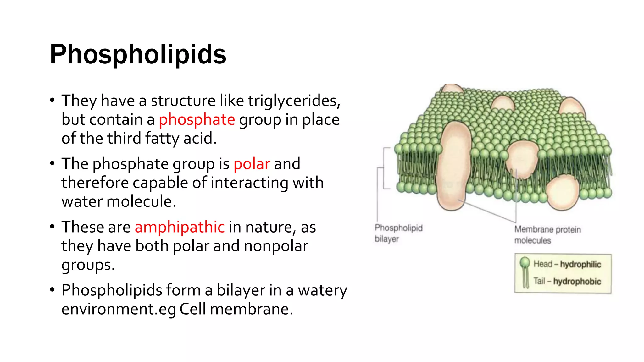 Phospholipids
• They have a structure like triglycerides,
but contain a phosphate group in place
of the third fatty acid.
• The phosphate group is polar and
therefore capable of interacting with
water molecule.
• These are amphipathic in nature, as
they have both polar and nonpolar
groups.
• Phospholipids form a bilayer in a watery
environment.eg Cell membrane.
 