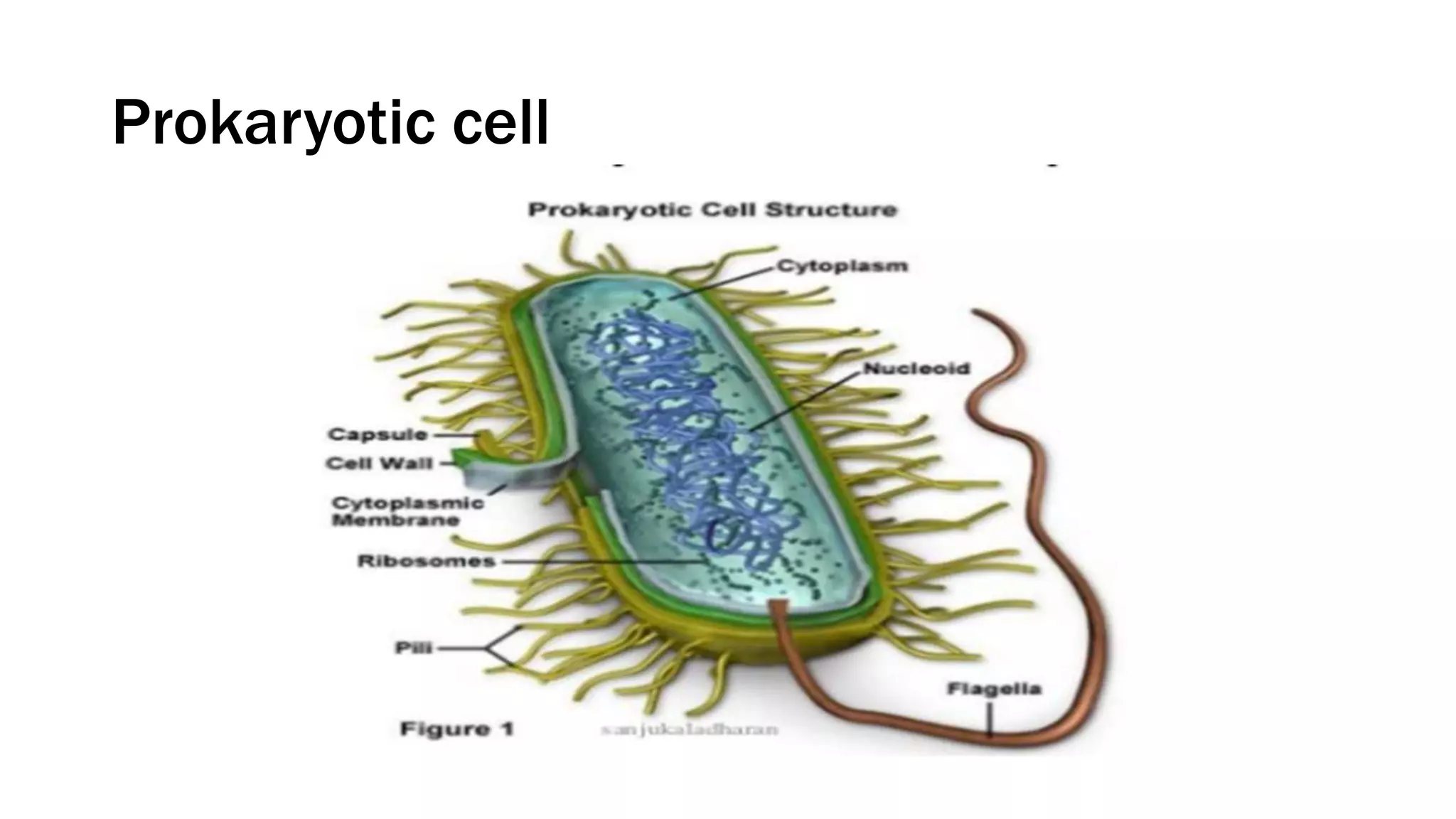 Prokaryotic cell
 