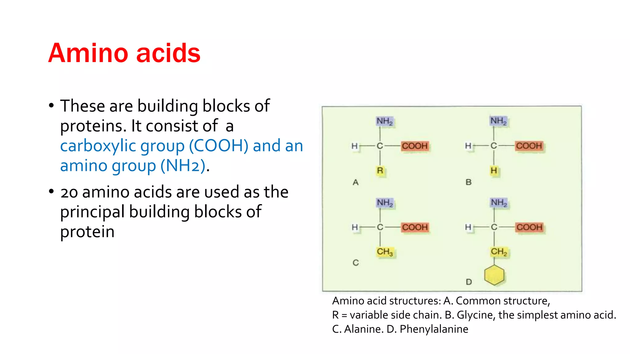 Amino acids
• These are building blocks of
proteins. It consist of a
carboxylic group (COOH) and an
amino group (NH2).
• 20 amino acids are used as the
principal building blocks of
protein
Amino acid structures:A. Common structure,
R = variable side chain. B. Glycine, the simplest amino acid.
C. Alanine. D. Phenylalanine
 