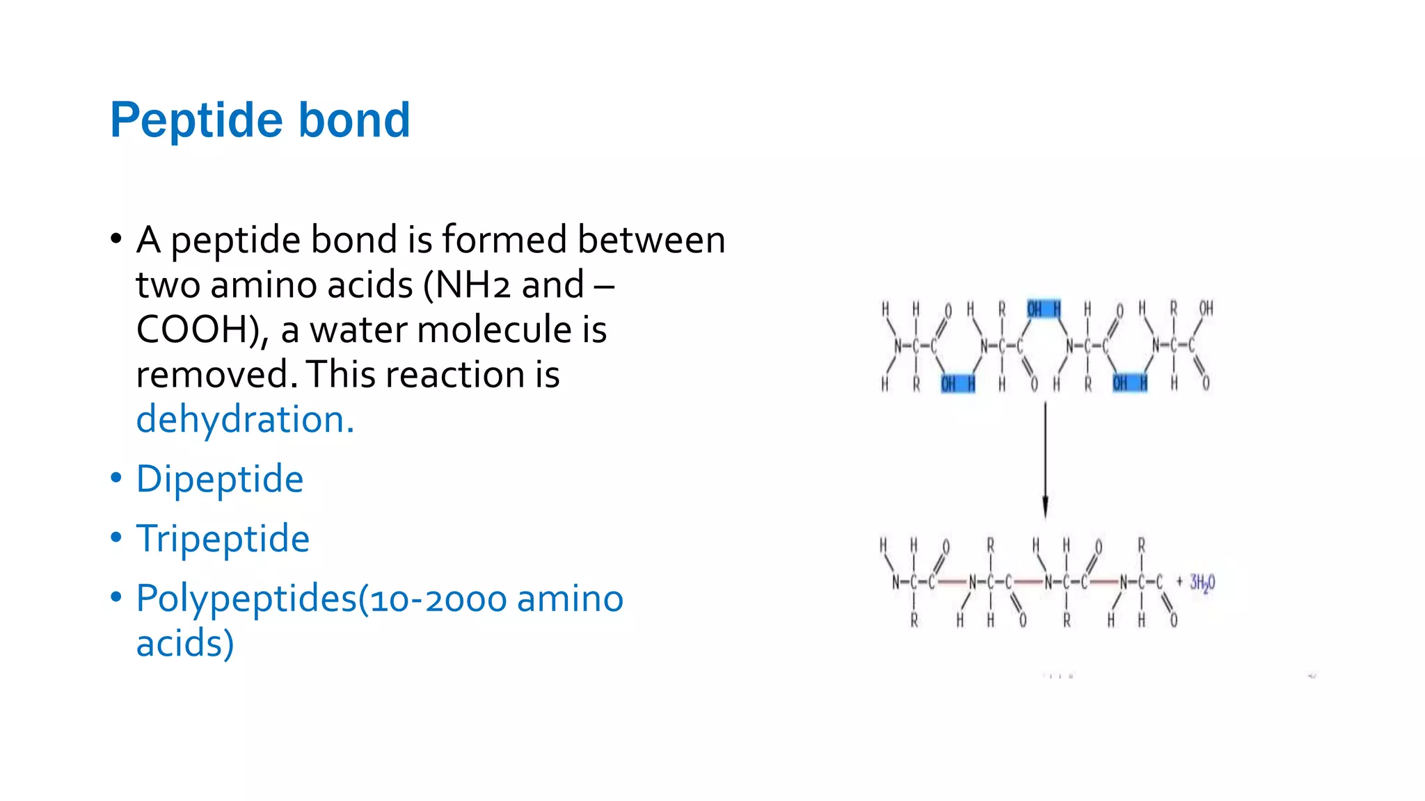 Peptide bond
• A peptide bond is formed between
two amino acids (NH2 and –
COOH), a water molecule is
removed.This reaction is
dehydration.
• Dipeptide
• Tripeptide
• Polypeptides(10-2000 amino
acids)
 