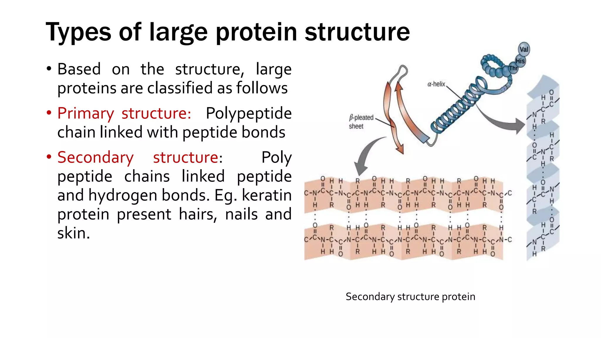 Types of large protein structure
• Based on the structure, large
proteins are classified as follows
• Primary structure: Polypeptide
chain linked with peptide bonds
• Secondary structure: Poly
peptide chains linked peptide
and hydrogen bonds. Eg. keratin
protein present hairs, nails and
skin.
Secondary structure protein
 