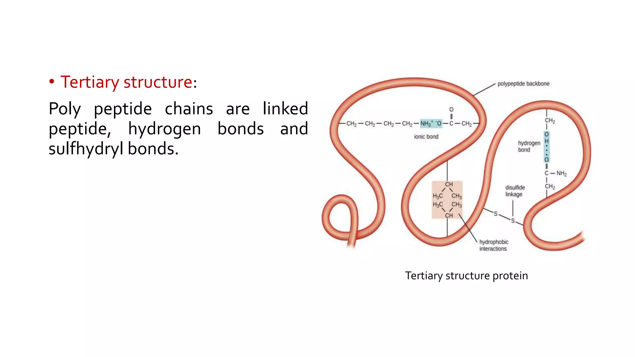 • Tertiary structure:
Poly peptide chains are linked
peptide, hydrogen bonds and
sulfhydryl bonds.
Tertiary structure protein
 