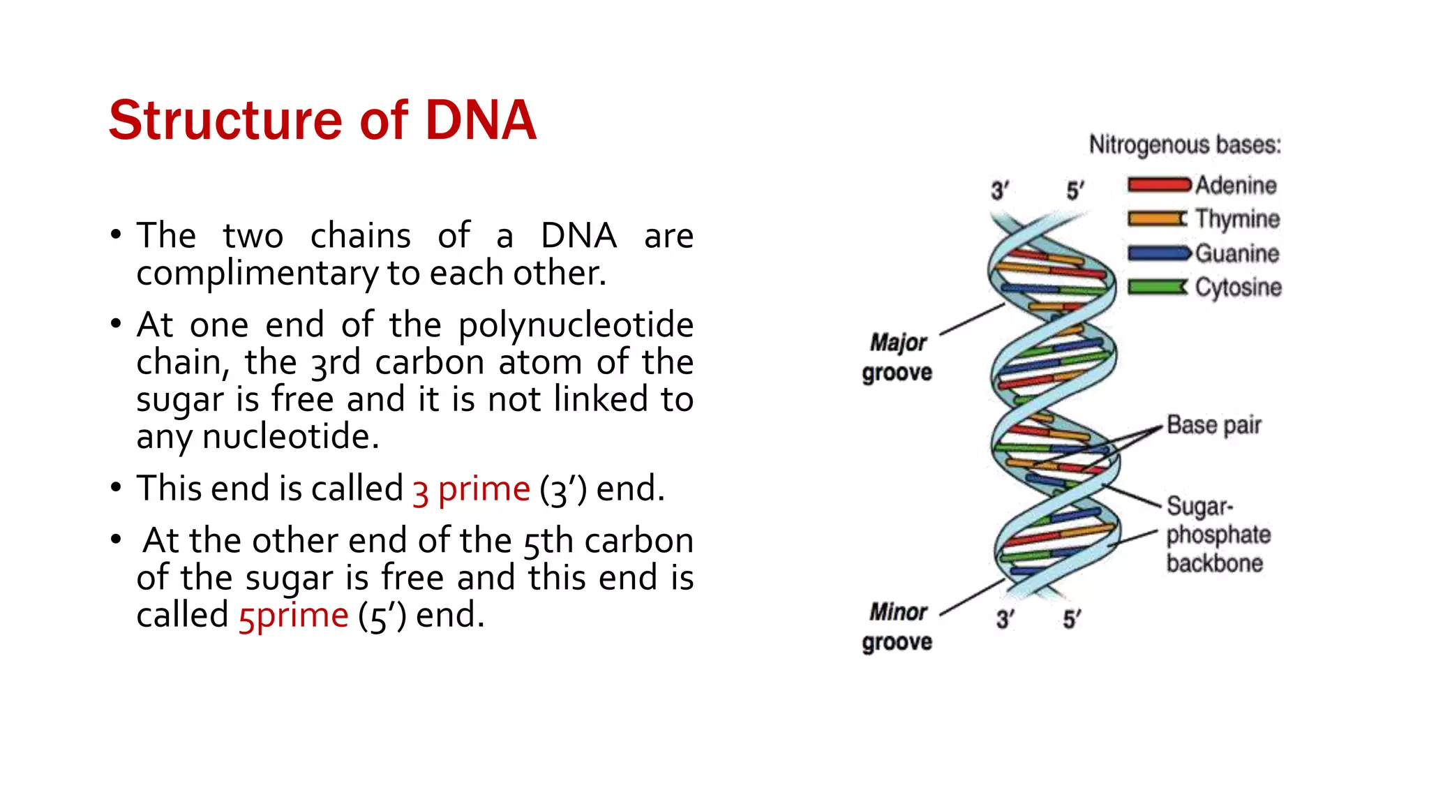 Structure of DNA
• The two chains of a DNA are
complimentary to each other.
• At one end of the polynucleotide
chain, the 3rd carbon atom of the
sugar is free and it is not linked to
any nucleotide.
• This end is called 3 prime (3’) end.
• At the other end of the 5th carbon
of the sugar is free and this end is
called 5prime (5’) end.
 