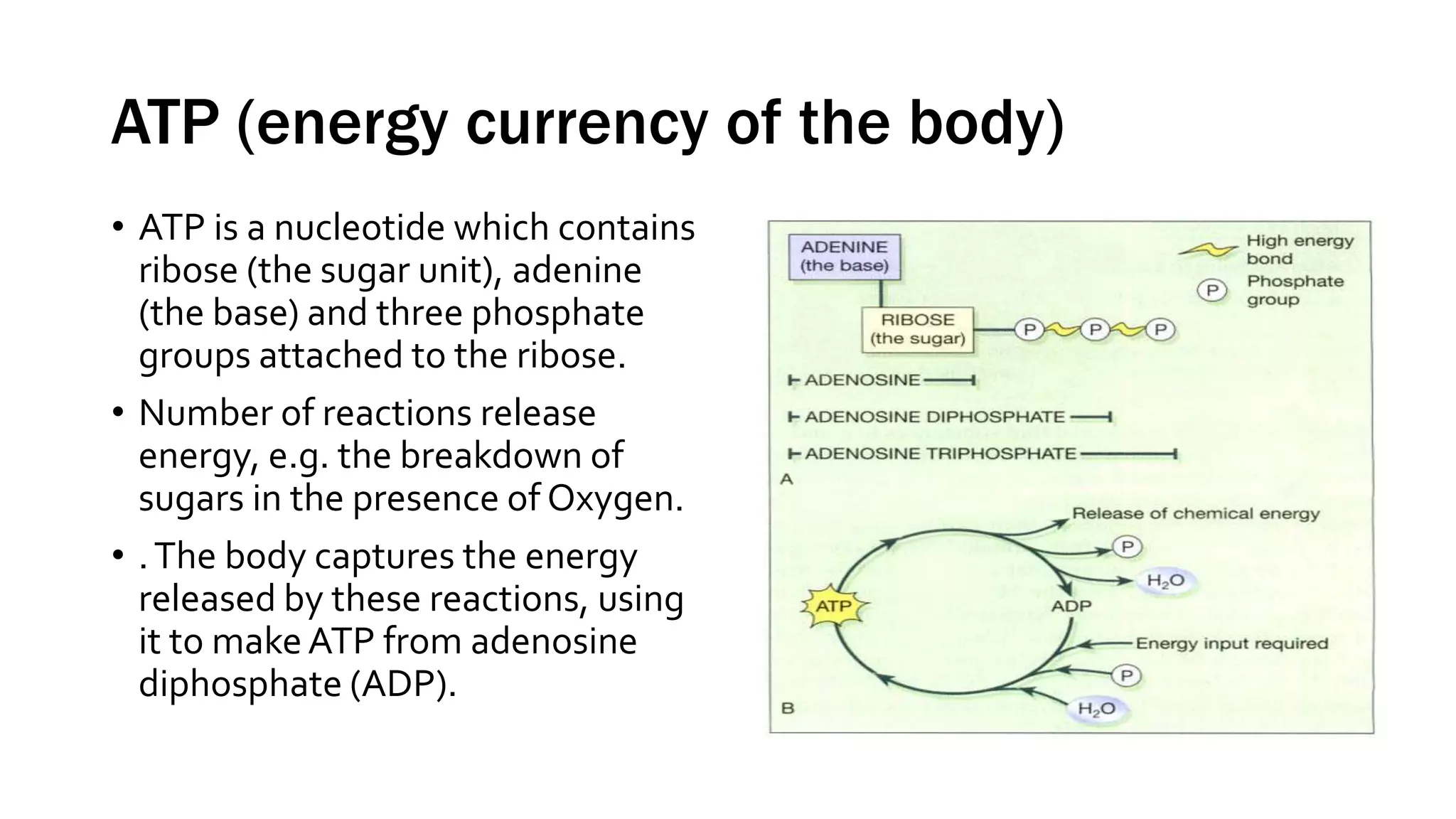 ATP (energy currency of the body)
• ATP is a nucleotide which contains
ribose (the sugar unit), adenine
(the base) and three phosphate
groups attached to the ribose.
• Number of reactions release
energy, e.g. the breakdown of
sugars in the presence of Oxygen.
• .The body captures the energy
released by these reactions, using
it to makeATP from adenosine
diphosphate (ADP).
 