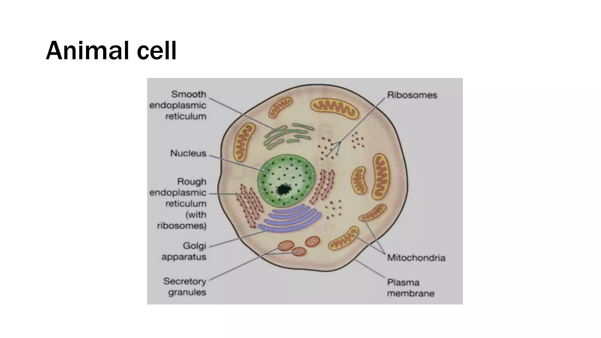 Animal cell
 