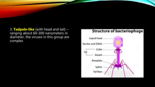 Cell and microorganisms