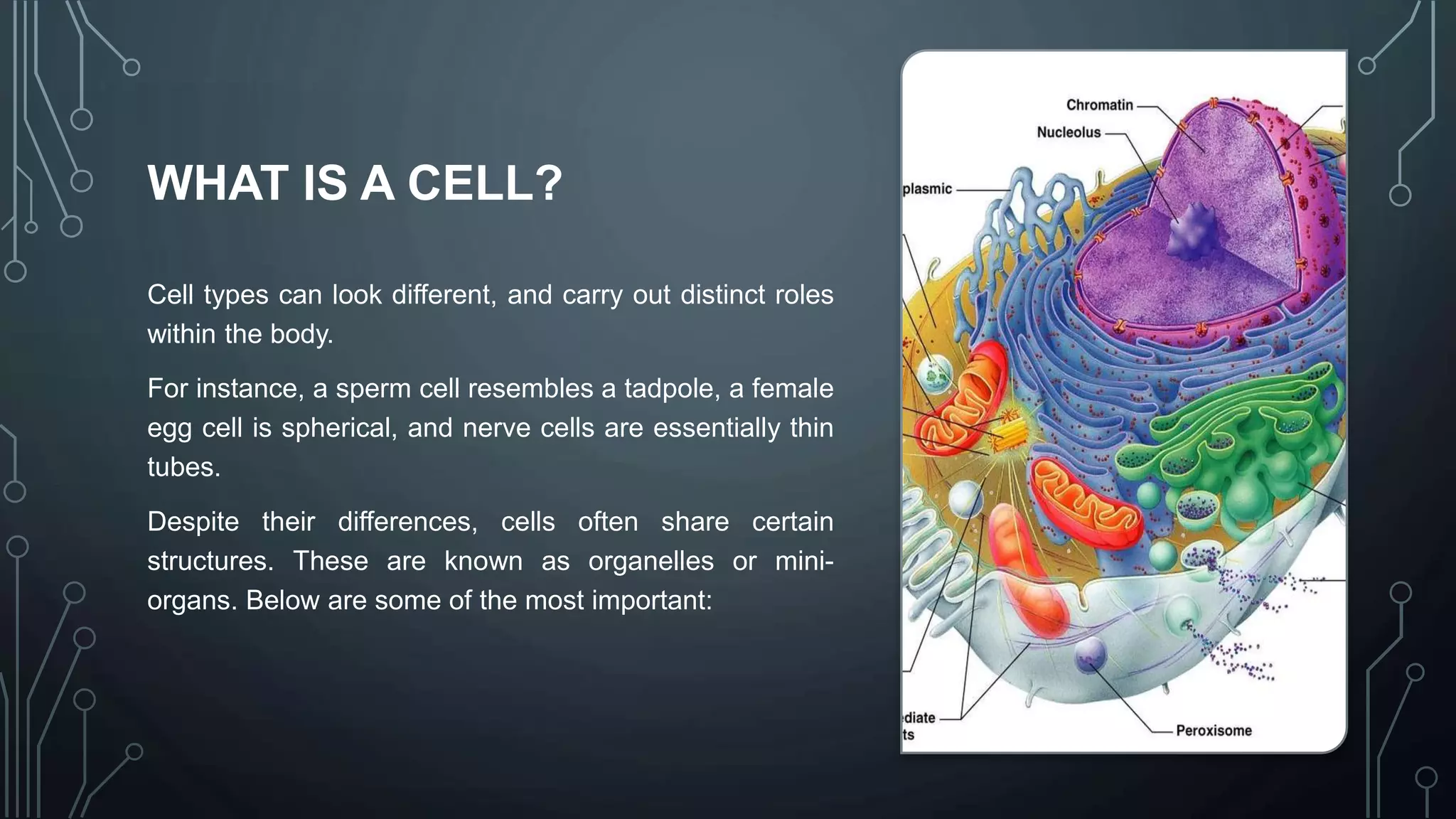 Cell and their function.pptx