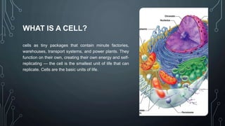 Cell and their function.pptx