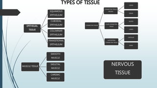 TYPES OF TISSUE
CONNECTIVE TISSUE
CONNECTIVE TISSUE
PROPER
LOOSE
DENSE
FLUID CONNECTIVE
TISSUE
BLOOD
LYMPH
SUPPORTING
CONNECTIVE TISSUE
CARTILAJE
BONE
MUSCLE TISSUE
SMOOTH
MUSCLE
SKELETAL
MUSCLE
CARDIAC
MUSCLE
EPITHELIAL
TISSUE
SQUAMOUS
EPITHELIUM
CUBOIDAL
EPITHELIUM
COLUMNAR
EPITHELIUM
TRANSITIONAL
EPITHELIUM
NERVOUS
TISSUE
 