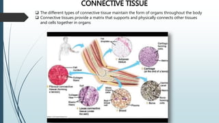 Tissue Involved Cell and tissue | PPTX
