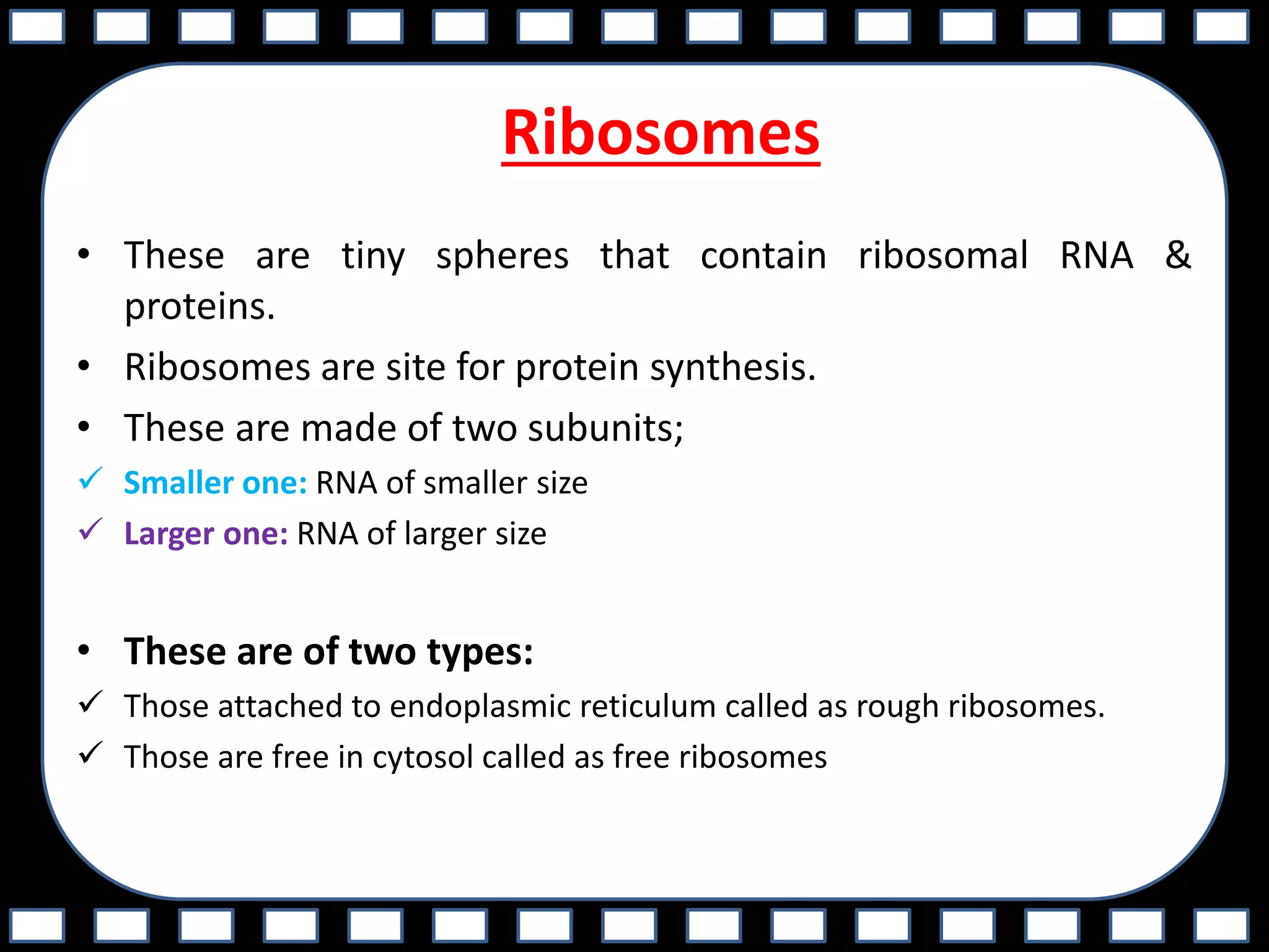 Ribosomes
• These are tiny spheres that contain ribosomal RNA &
proteins.
• Ribosomes are site for protein synthesis.
• These are made of two subunits;
 Smaller one: RNA of smaller size
 Larger one: RNA of larger size
• These are of two types:
 Those attached to endoplasmic reticulum called as rough ribosomes.
 Those are free in cytosol called as free ribosomes
 