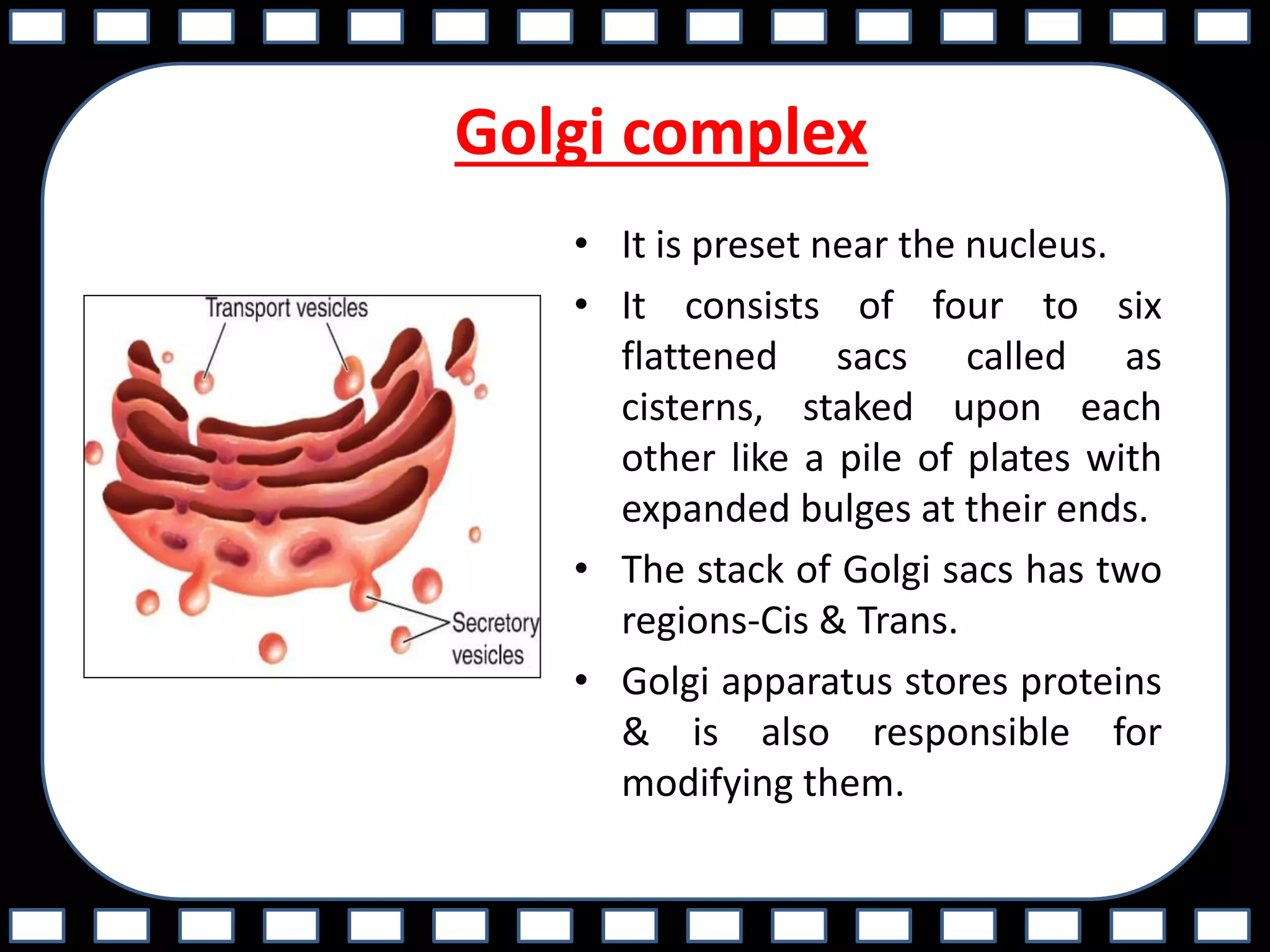 Golgi complex
• It is preset near the nucleus.
• It consists of four to six
flattened sacs called as
cisterns, staked upon each
other like a pile of plates with
expanded bulges at their ends.
• The stack of Golgi sacs has two
regions-Cis & Trans.
• Golgi apparatus stores proteins
& is also responsible for
modifying them.
 