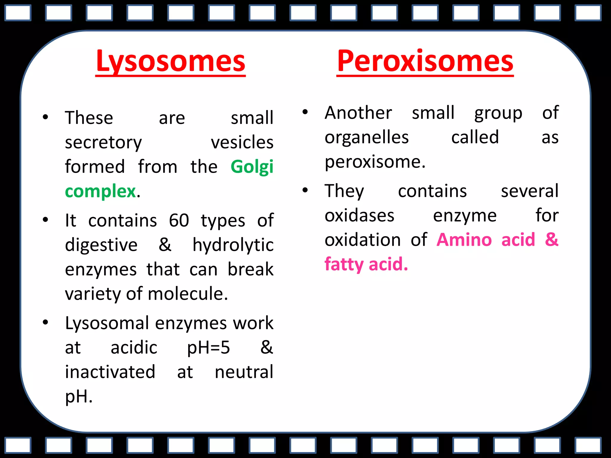 Lysosomes
• These are small
secretory vesicles
formed from the Golgi
complex.
• It contains 60 types of
digestive & hydrolytic
enzymes that can break
variety of molecule.
• Lysosomal enzymes work
at acidic pH=5 &
inactivated at neutral
pH.
Peroxisomes
• Another small group of
organelles called as
peroxisome.
• They contains several
oxidases enzyme for
oxidation of Amino acid &
fatty acid.
 
