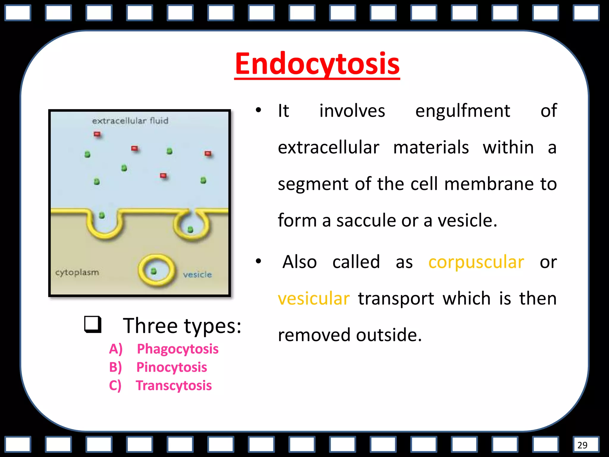Endocytosis
• It involves engulfment of
extracellular materials within a
segment of the cell membrane to
form a saccule or a vesicle.
• Also called as corpuscular or
vesicular transport which is then
removed outside.
29
 Three types:
A) Phagocytosis
B) Pinocytosis
C) Transcytosis
 