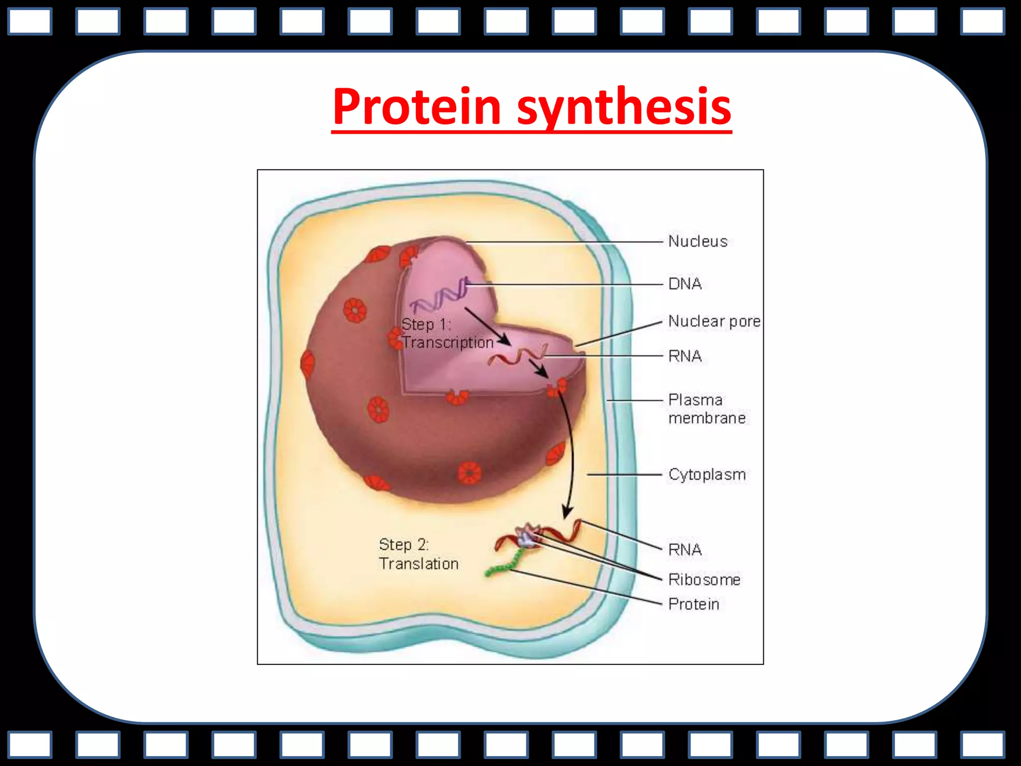 Protein synthesis
 