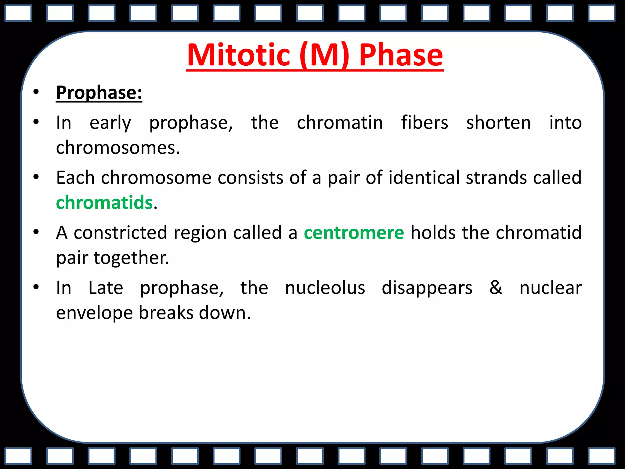 Mitotic (M) Phase
• Prophase:
• In early prophase, the chromatin fibers shorten into
chromosomes.
• Each chromosome consists of a pair of identical strands called
chromatids.
• A constricted region called a centromere holds the chromatid
pair together.
• In Late prophase, the nucleolus disappears & nuclear
envelope breaks down.
 