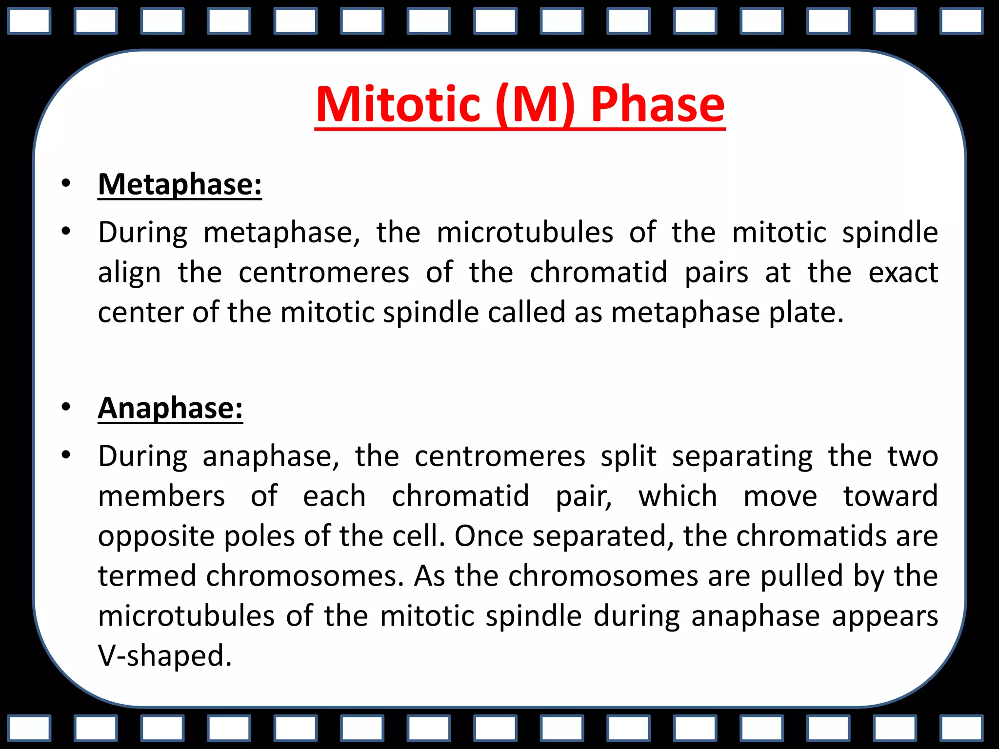Mitotic (M) Phase
• Metaphase:
• During metaphase, the microtubules of the mitotic spindle
align the centromeres of the chromatid pairs at the exact
center of the mitotic spindle called as metaphase plate.
• Anaphase:
• During anaphase, the centromeres split separating the two
members of each chromatid pair, which move toward
opposite poles of the cell. Once separated, the chromatids are
termed chromosomes. As the chromosomes are pulled by the
microtubules of the mitotic spindle during anaphase appears
V-shaped.
 