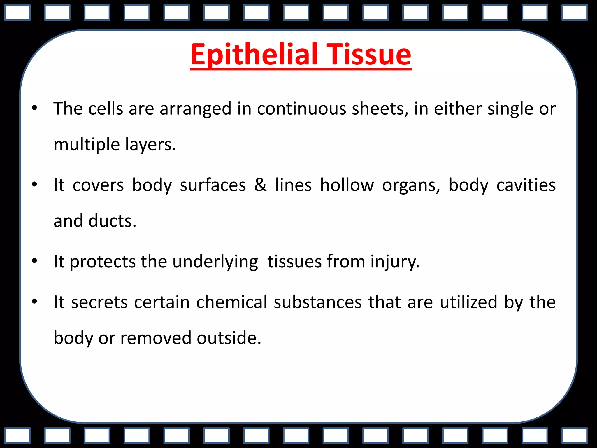Epithelial Tissue
• The cells are arranged in continuous sheets, in either single or
multiple layers.
• It covers body surfaces & lines hollow organs, body cavities
and ducts.
• It protects the underlying tissues from injury.
• It secrets certain chemical substances that are utilized by the
body or removed outside.
 