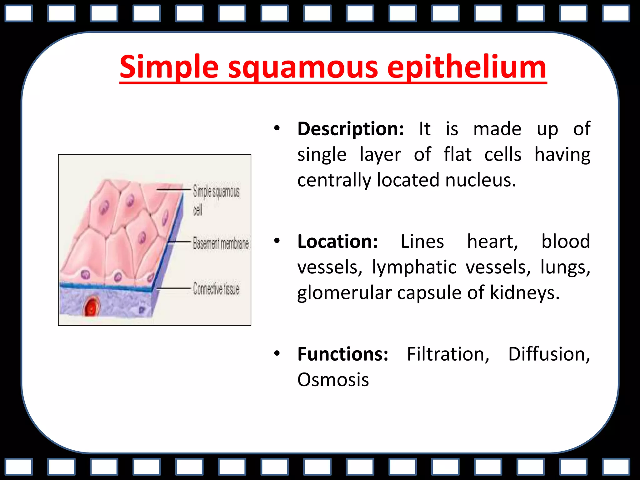 Simple squamous epithelium
• Description: It is made up of
single layer of flat cells having
centrally located nucleus.
• Location: Lines heart, blood
vessels, lymphatic vessels, lungs,
glomerular capsule of kidneys.
• Functions: Filtration, Diffusion,
Osmosis
 